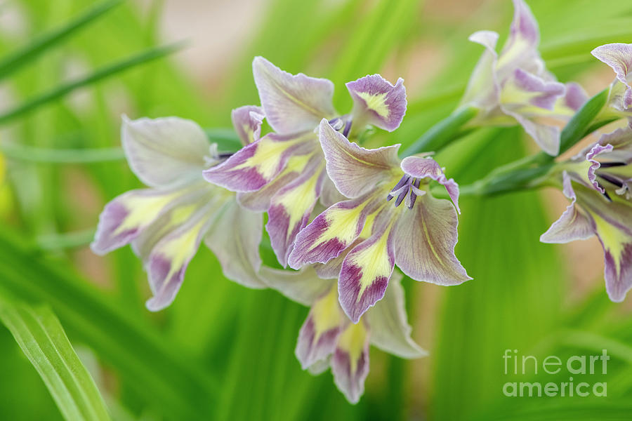 Gladiolus Viridiflorus Flowers Photograph by Tim Gainey