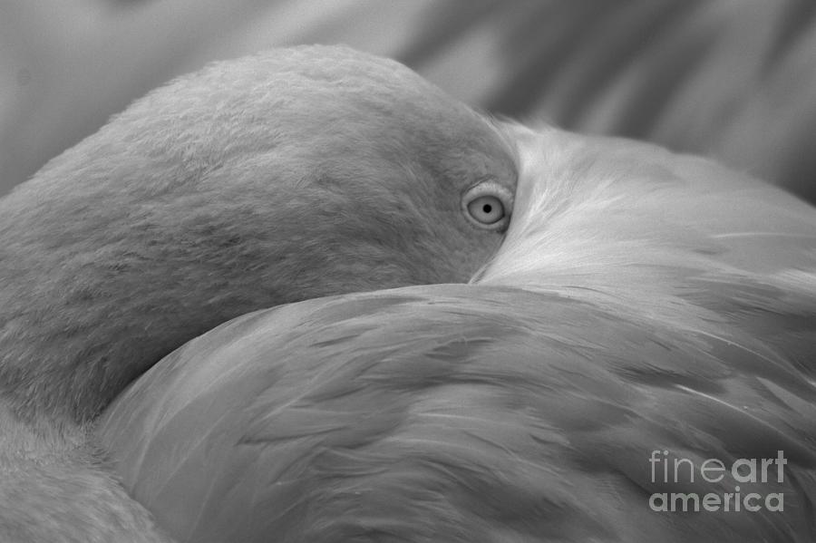 Flamingo Eye Abstract Black And White Photograph by Adam Jewell
