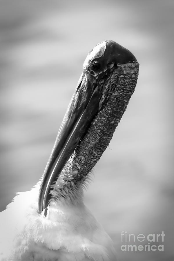Black And White Photograph - Glamorous Wood Stork Portrait Black and White by Carol Groenen