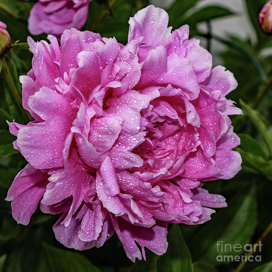 Glamour Gal Sarah Bernhardt Double Peony Photograph By Cindy Treger