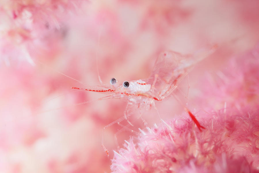 Animal Photograph - Glamour Shrimp by Andrey Narchuk