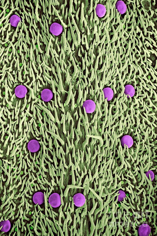 Glandular Hairs On A Thyme (thymus Vulgaris) Leaf Photograph by Dr