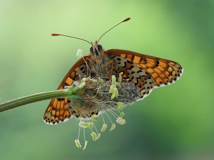 Glanville Fritillary Butterfly Viewed From Below With Open Photograph 