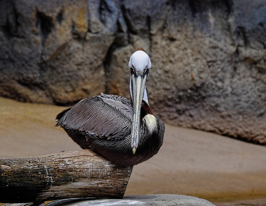 Glaring Pelican Photograph by Ronda Ryan