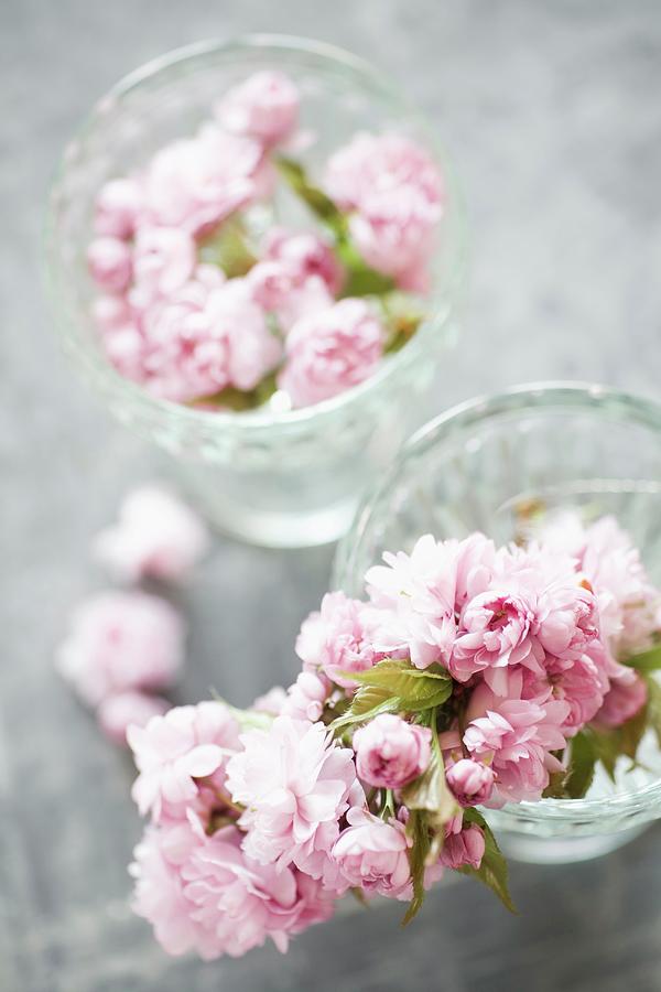 Glass Bowls Of Japanese Cherry Blossom Photograph by Alicja Koll