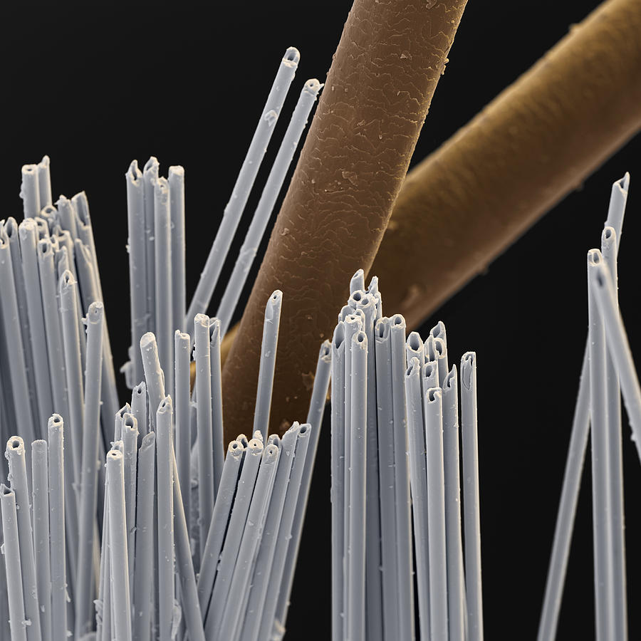 Glass Fibers Sem Photograph by Oliver Meckes EYE OF SCIENCE