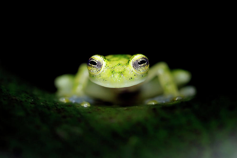 Glass Frog Photograph by Mlorenzphotography