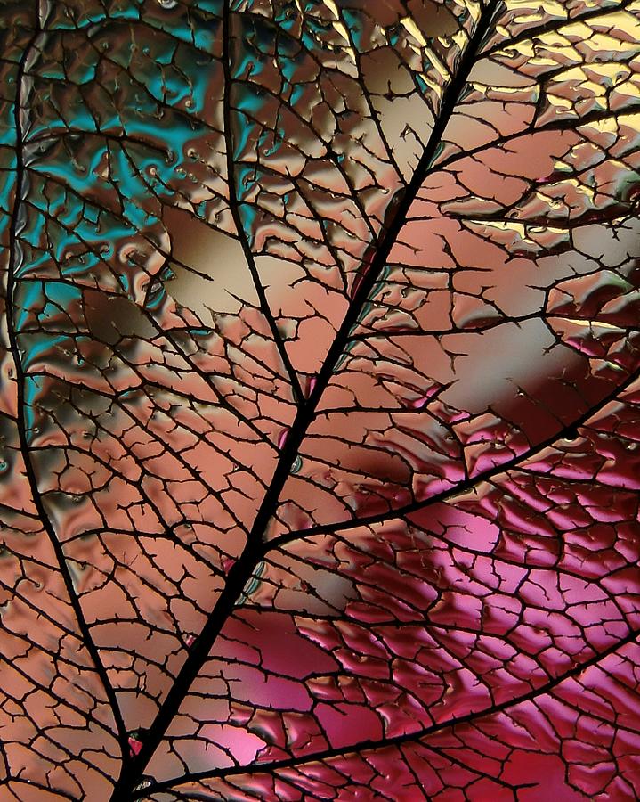 Glass Leaf Photograph by Ivan Lesica
