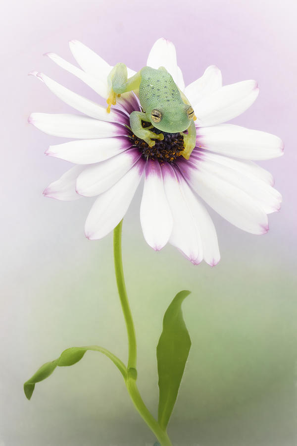 Spring Photograph - Glass Tree Frog And Africian Daisy by Linda D Lester