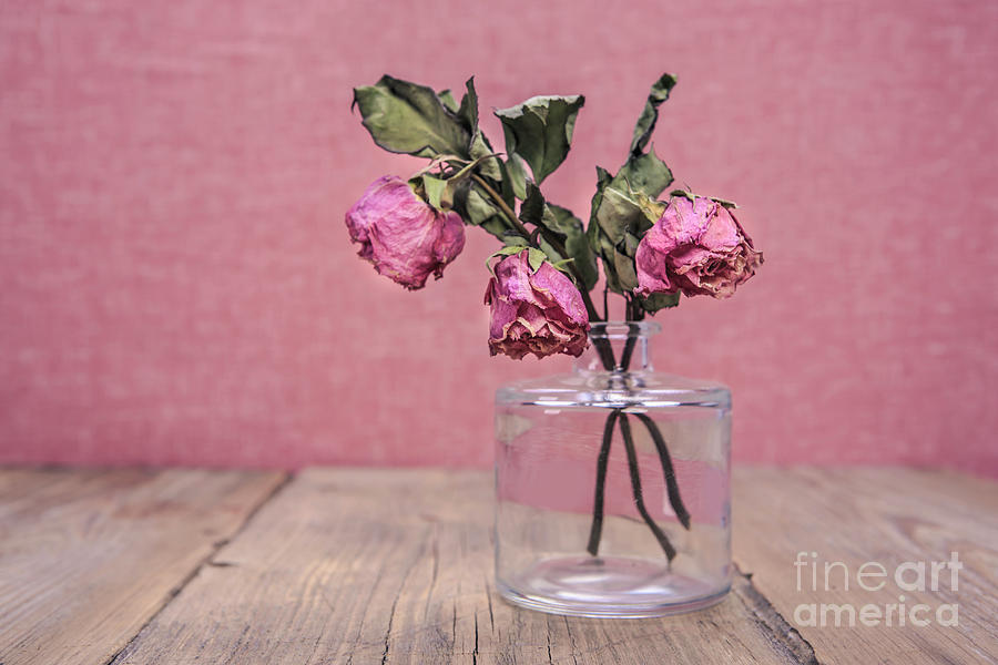 Glass Vase With Three Withered Roses Photograph by Westend61