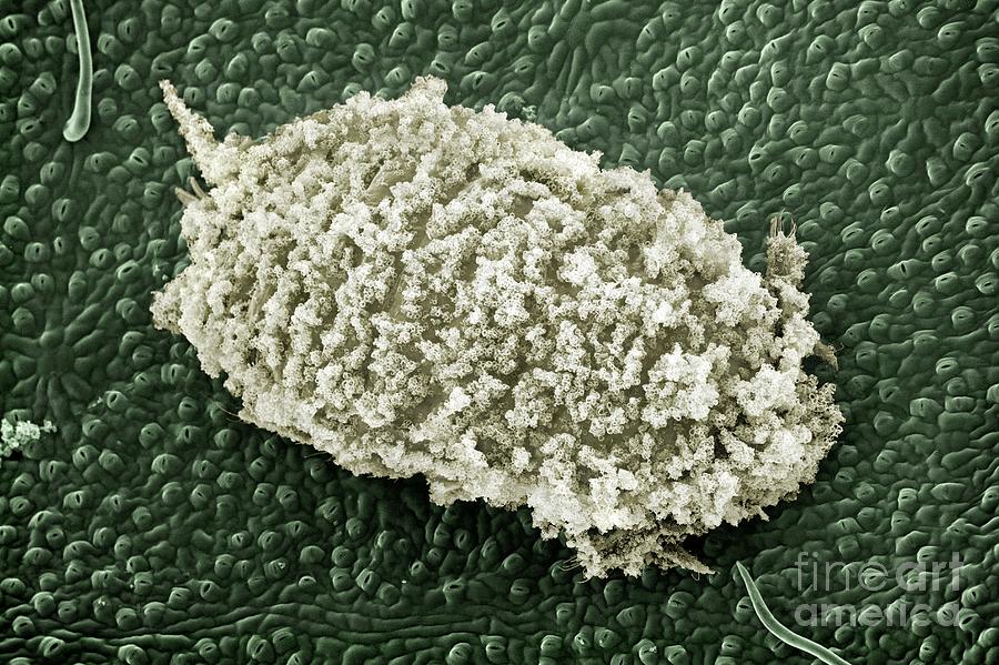 Mealy Bug Photograph - Glasshouse Mealy Bug by Dr Jeremy Burgess/science Photo Library