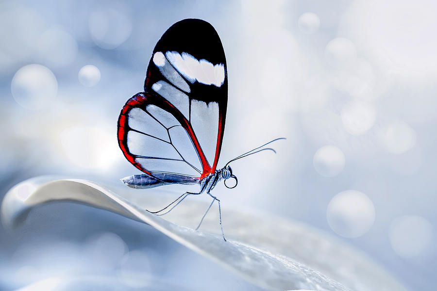 Butterfly Photograph - Glasswing Butterfly (greta Oto) by Mustafa ztrk