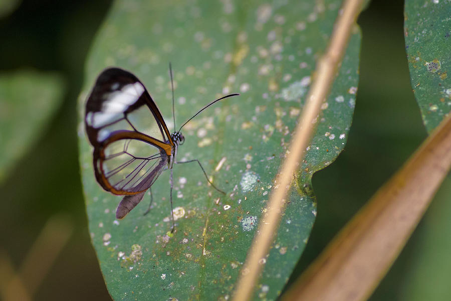 Glasswing Butterfly Jardin Botanico del Quindio Calarca Colombia Photograph by Adam Rainoff