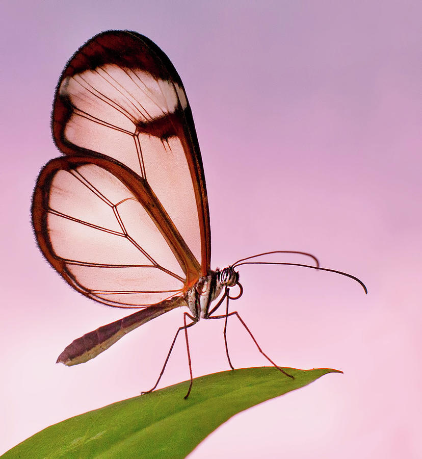 Glasswing Butterfly Photograph by John Dickson