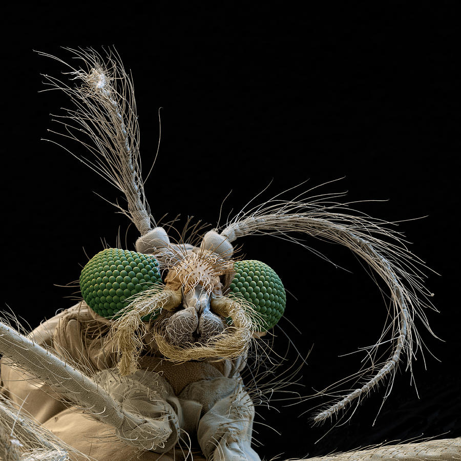 Glassworm, Chaoborus Crystallinus, Sem Photograph by Meckes/ottawa