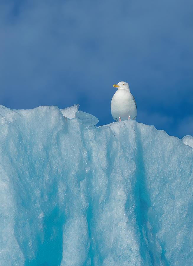 Wildlife Photograph - Glaucous Full On A Icy Throne by Manish Nagpal