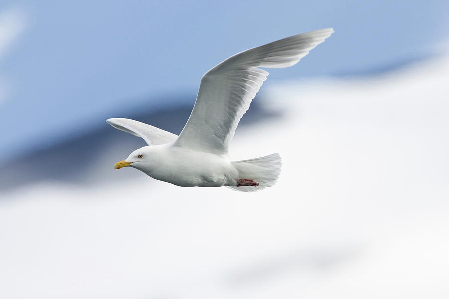 Seagull Photograph - Glaucous Gull In Flight, Larus Hyperboreus, Spitsbergen, Norway by Konrad Wothe