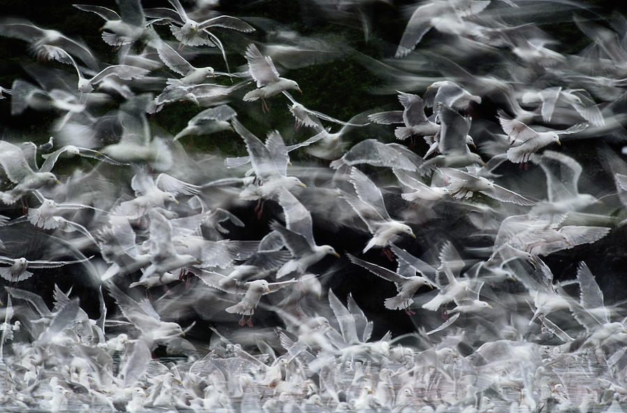 Glaucous-winged Gulls Photograph by Eastcott Momatiuk