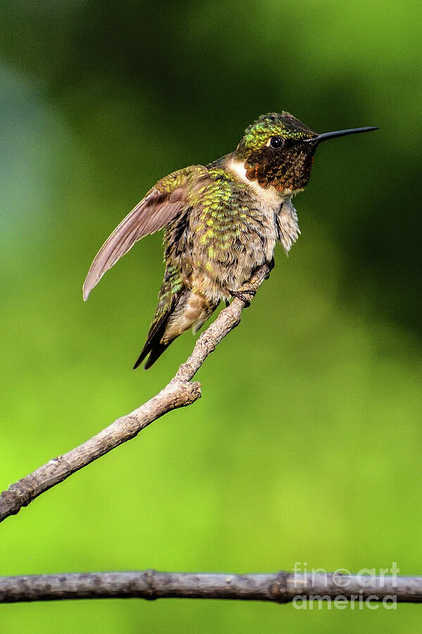 Gleaming Ruby-throated Hummingbird Photograph by Cindy Treger