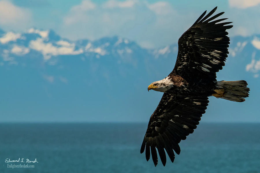 Eagle Photograph - Glide Eagle Looking at Prey by Edward Marsh