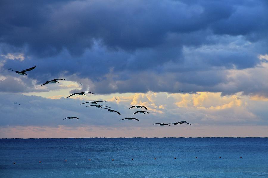 Glide Of Pelicans, Riviera Maya Photograph by J.p.andersen Images