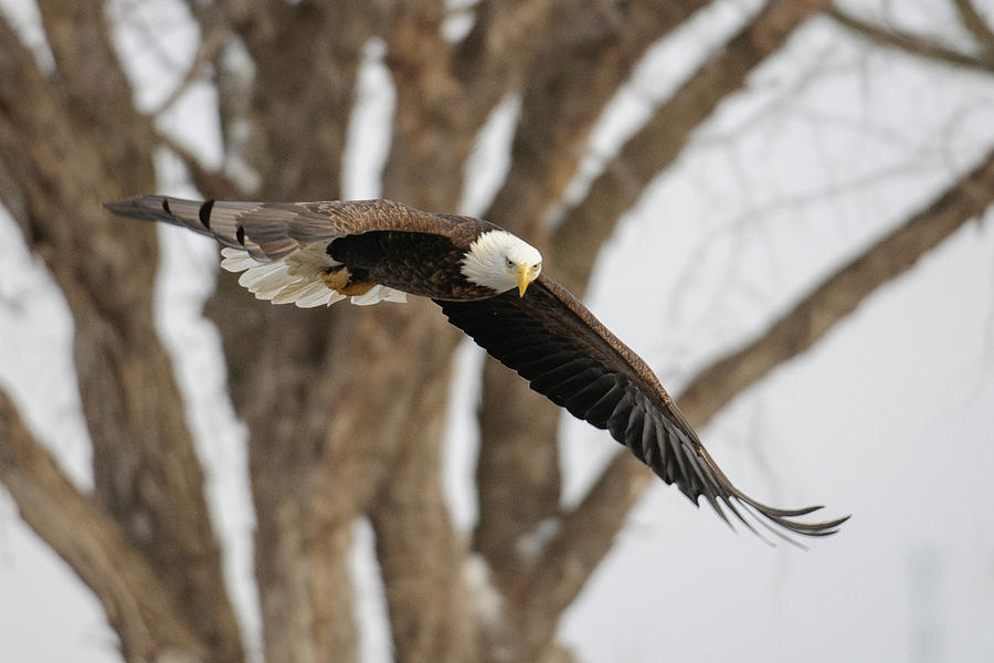 Gliding Eagle Photograph by Tripp