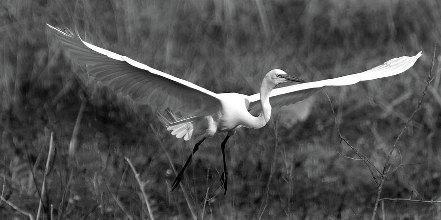 Gliding Egret Photograph by Jerry Griffin