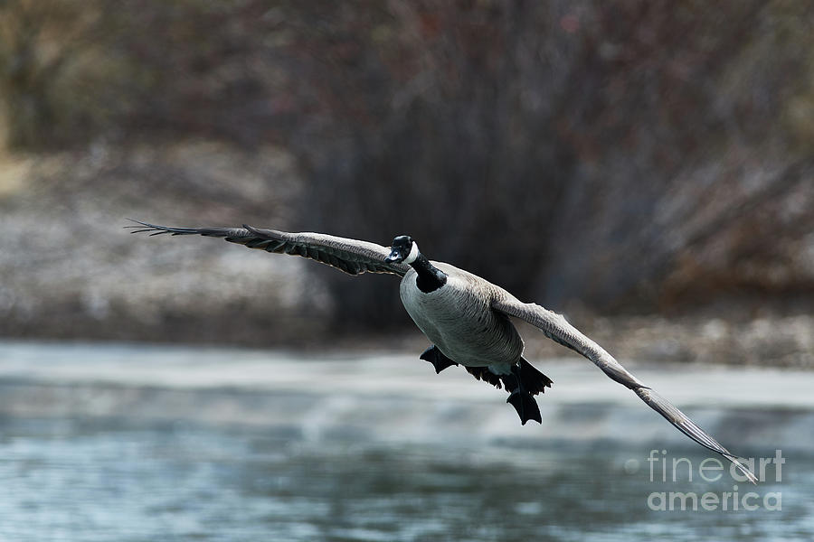 Gliding Goose Photograph by Robert WK Clark