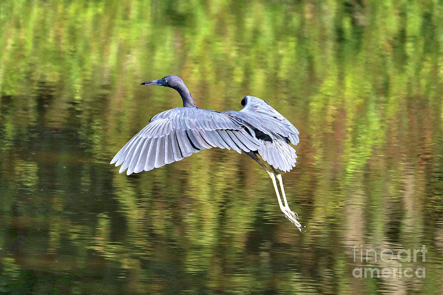 Gliding Little Blue Heron Photograph by Carol Groenen