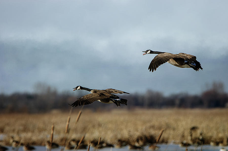Gliding Over The Wetlands Photograph by Susan McMenamin