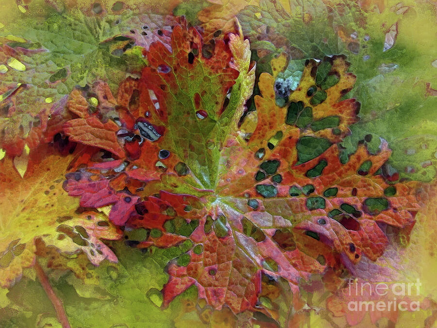 Fall Photograph - Glimpse Of Autumn by Kim Tran