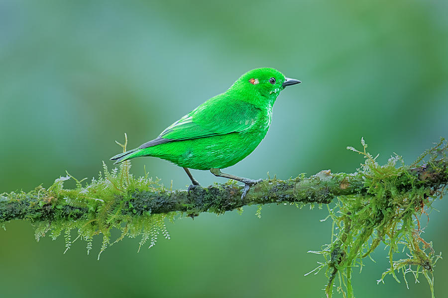 Glistening-green Tanager Photograph by Siyu And Wei Photography - Fine ...