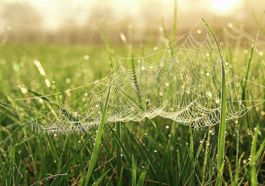 Spring Photograph - Glistening Web by Bari Rhys