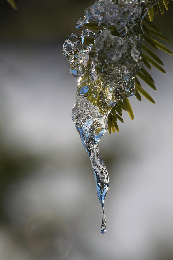 Glittering icicle hanging from a spruce twig Photograph by Intensivelight
