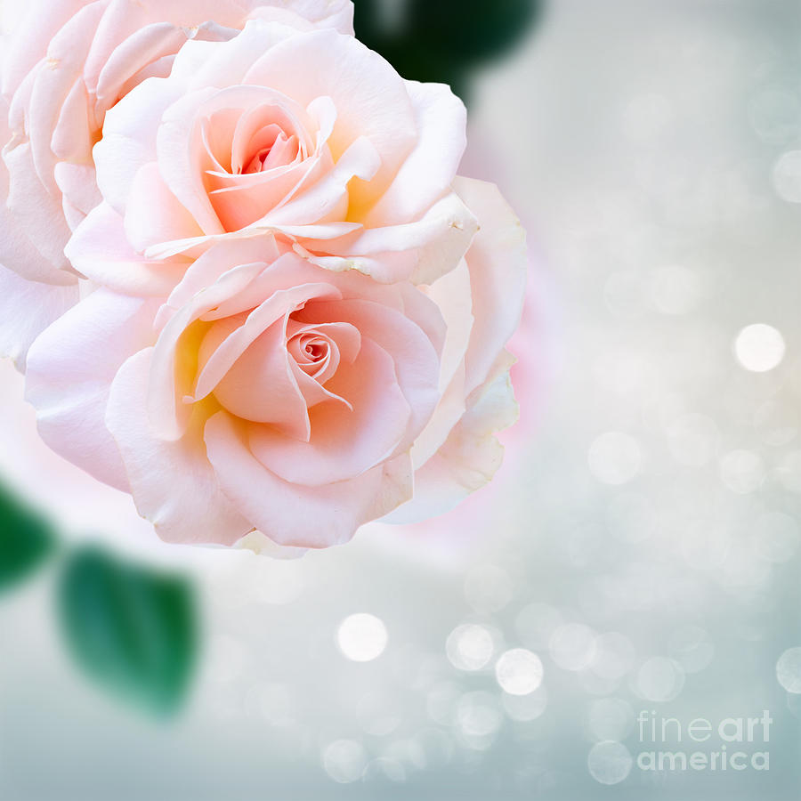 Glitter of Roses Photograph by Anastasy Yarmolovich
