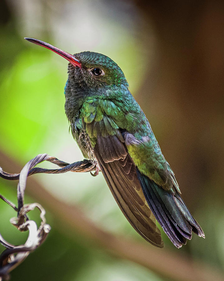Glittering Throated Emerald La Palmita Casanare Colombia Photograph by Adam Rainoff
