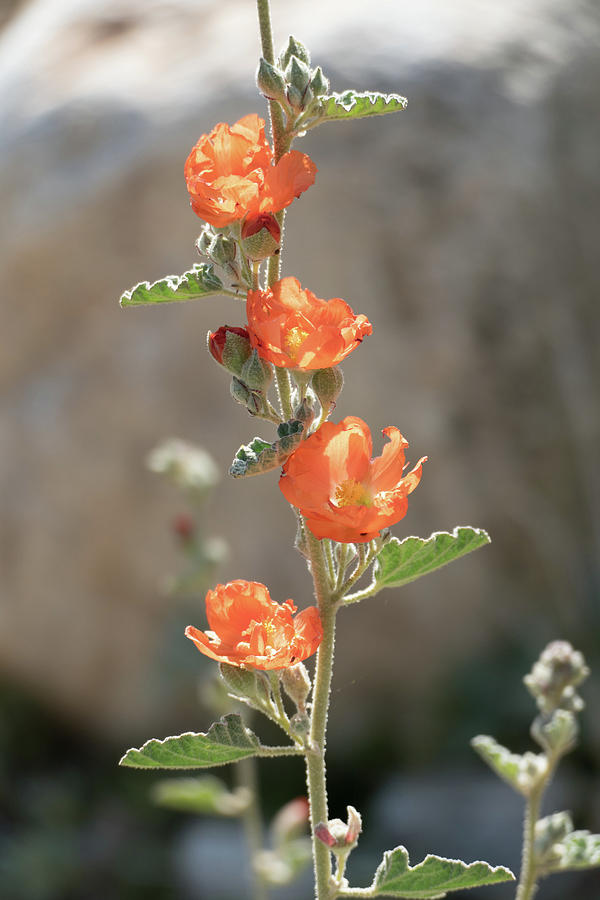 Globe Mallow 4 Photograph by Laurel Powell