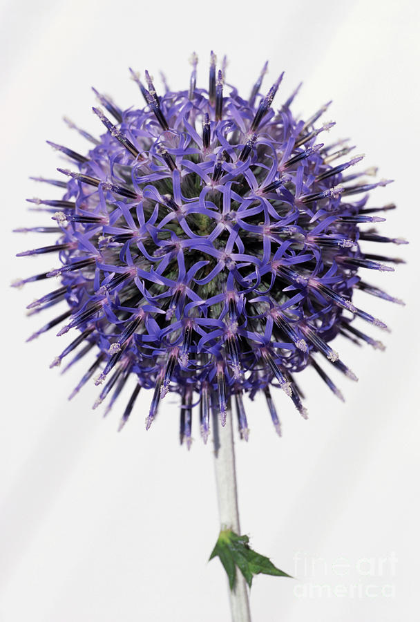Globe Thistle Flower Head Photograph by Catherine Lewis/science Photo Library