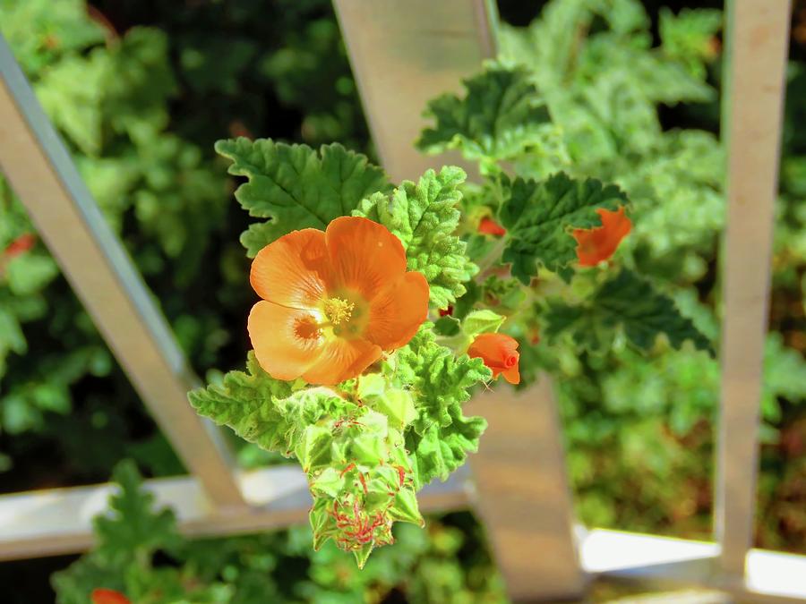 Globemallow Coming Through Photograph by Judy Kennedy