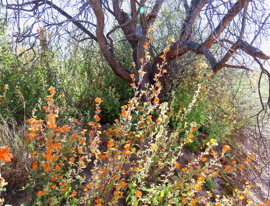Globemallows and Mesquite Photograph by Judy Kennedy Globemallows and Mesquite Photograph by Judy Kennedy