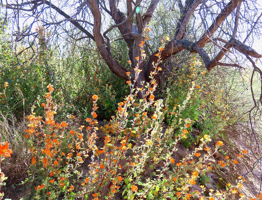 Globemallows and Mesquite Photograph by Judy Kennedy