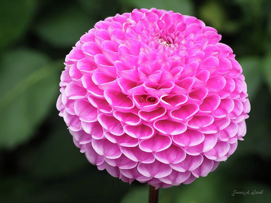 Globular pompon dahlia by James Lamb Globular pompon dahlia by James Lamb
