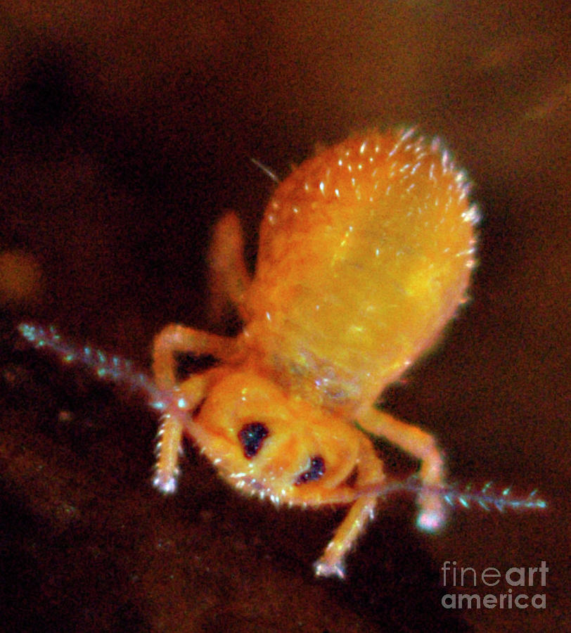 Globular Springtail Photograph by Sinclair Stammers/science Photo Library