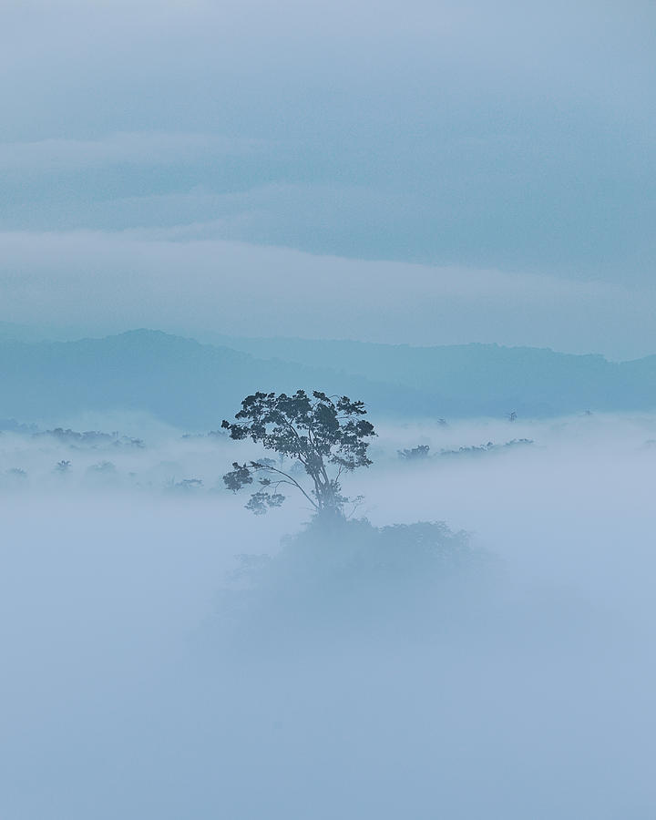 Gloomy Tree Photograph by Gatot Herliyanto