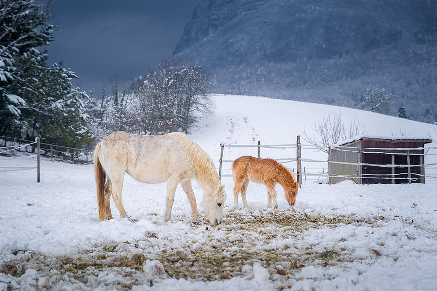 Animal Photograph - Gloomy Winter by J-a Chazal