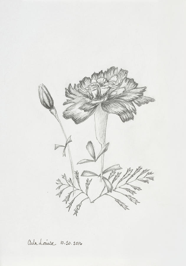 How To Draw A Marigold Step By Step