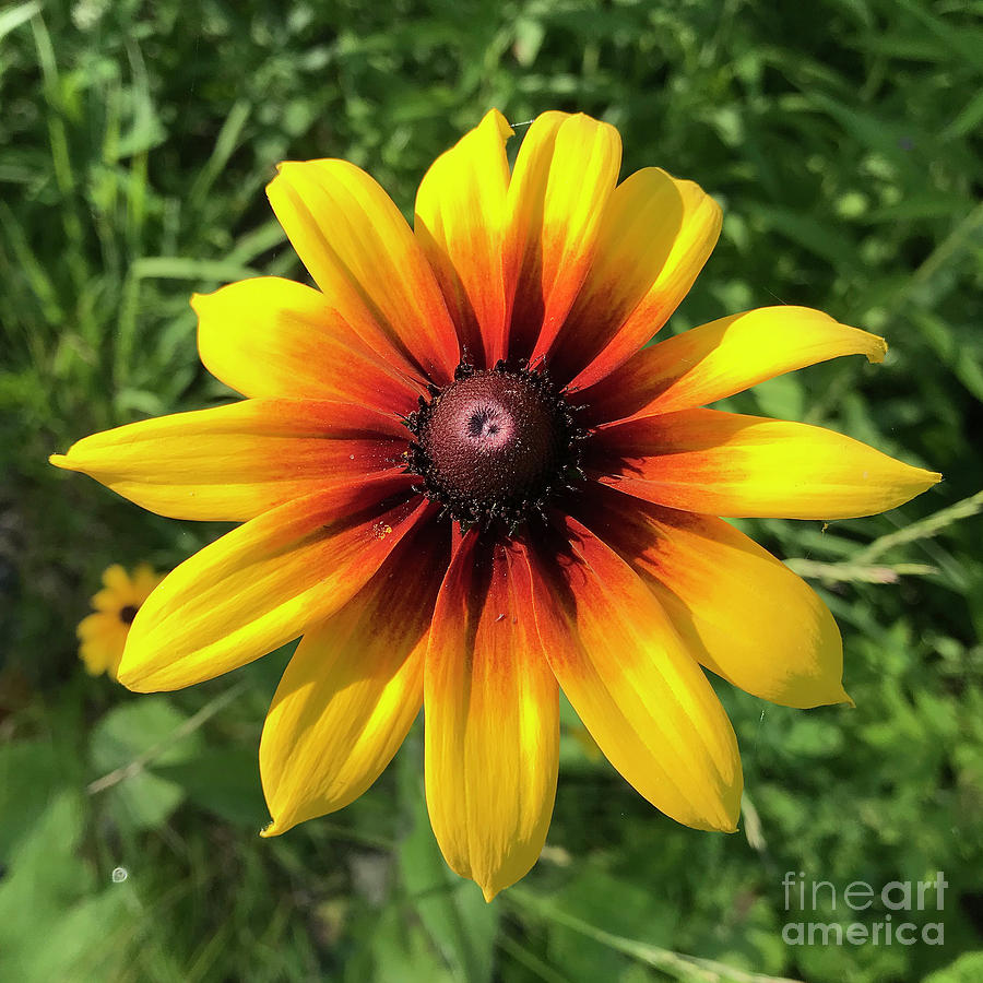 African Orange Daisy Tapestry Metal Print by Amy E Fraser - Pixels