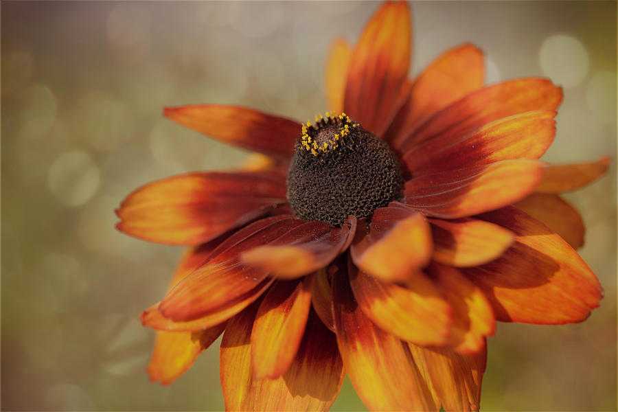 Gloriosa Daisy by Jacqui Boonstra Gloriosa Daisy by Jacqui Boonstra