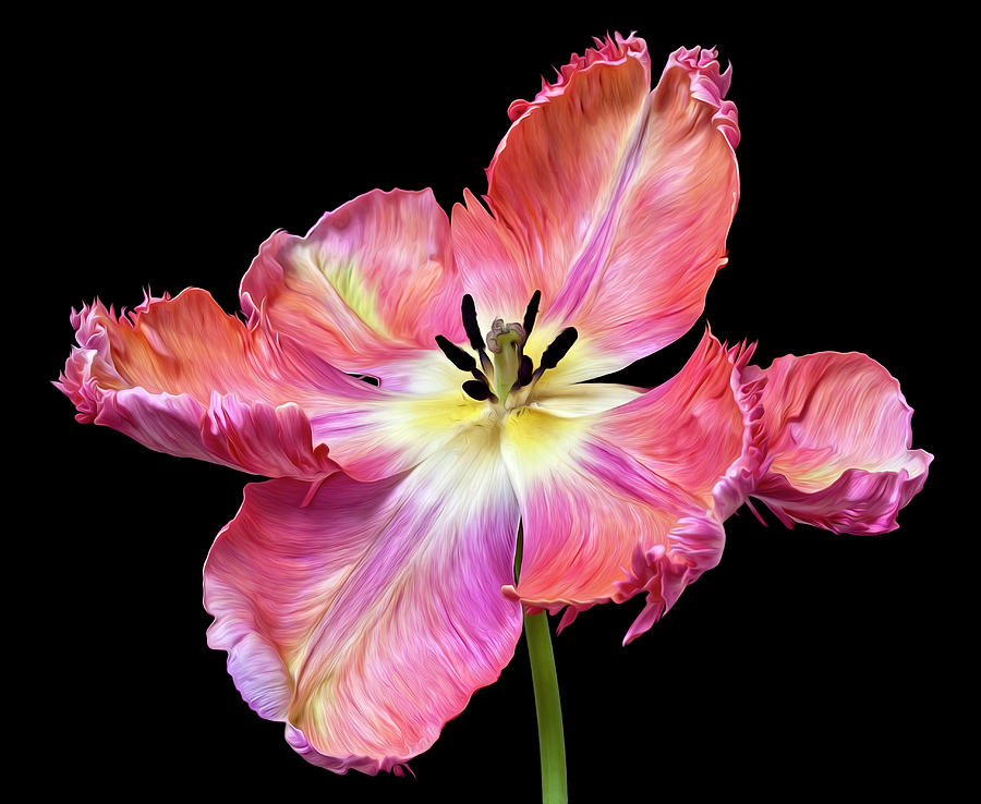 Tulip Photograph - Glorious Apricot Tulip by © Leslie Nicole Photographic Art