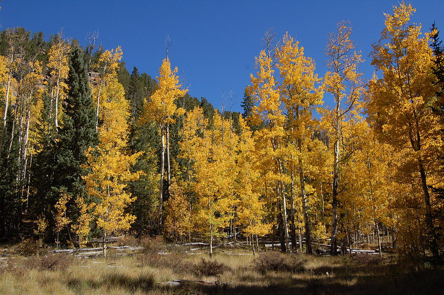 Glorious Aspen Photograph by Jennifer Forsyth - Fine Art America